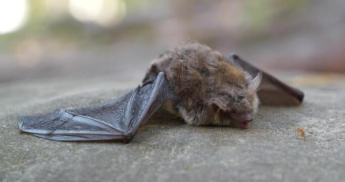 Dead bat lies on the stone in forest. Little flying insect crawls on the stone close by her