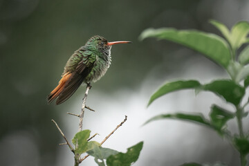 Fototapeta na wymiar hummingbird on a branch after rain