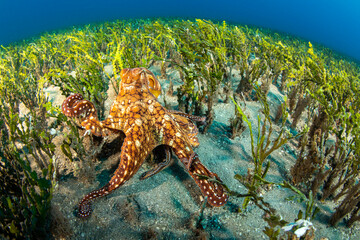 A day octopus (Octopus cyanea) moves through a forest of calcareous algae on the ocean floor; Hawaii, United States of America