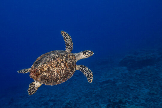 A critically endangered hawksbill sea turtle (Eretmochelys imbricata) glides over a reef off the island of Yap; Pacific Ocean, Yap, Micronesia