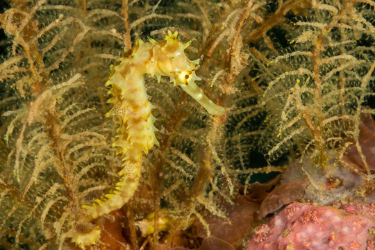 This thorny seahorse (Hippocampus hixtrix) was photographed off Gato Island; Philippines