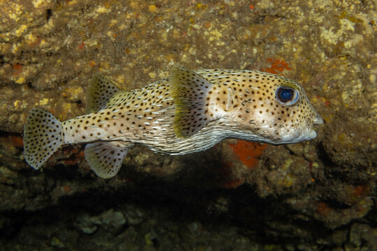 The spotted porcupinefish (Diodon hystrix) feed primarily at night on hard shelled invertebrates; Hawaii, United States of America