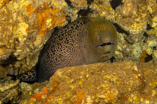 The giant moray eel (Gymnothorax javanicus) can be found around the world in tropical waters, but is very rare in Hawaii; Hawaii, United States of America