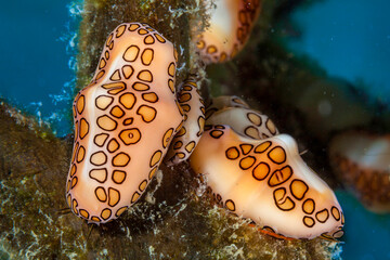 A look at a group of flamingo tongue sea snails (Cyphoma gibbosum); Bonaire, Netherlands Antilles, Caribbean