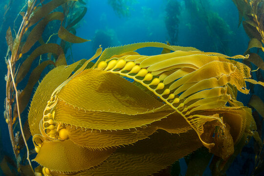 Air bladders lift strands of giant kelp (Macrocystis pyrifera) toward the surface off Santa Barbara Island; Pacific Ocean, California, United States of America
