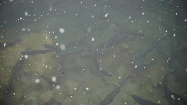 The view in a murky water pond containing lots of fishes. Fish swimming in transparent clear water of Blausee in Switzerland in winter