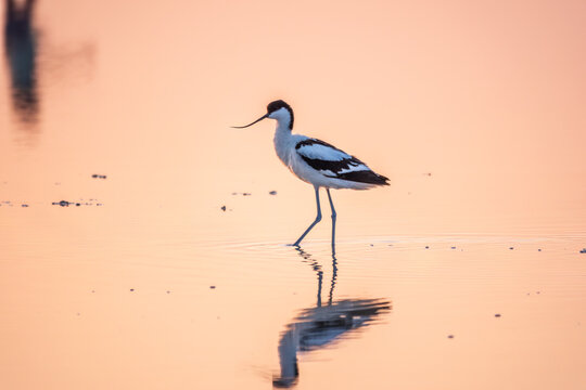 Water bird pied avocet, Recurvirostra avosetta, standing in the water in pink sunset light. The pied avocet is a large black and white wader with long, upturned beak