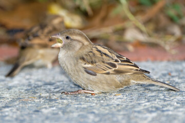 Sparrow on ground eating cat feed.