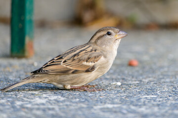 Sparrow on ground eating cat feed.
