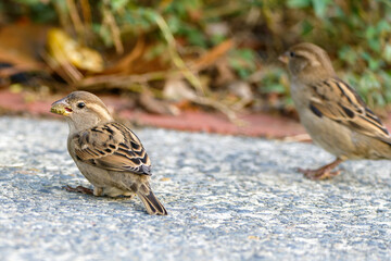 Sparrow on ground eating cat feed.