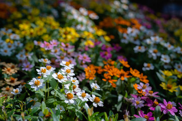 Tiny white flowers in multicolour flowers garden.