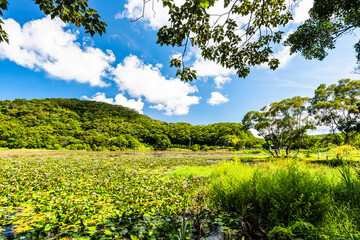 Fototapeta na wymiar Beautiful Dongyuan Wetland Park in Pingtung, Taiwan.