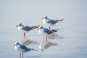 Flock of Seagulls, The European herring gull, swims on the calm lake shore