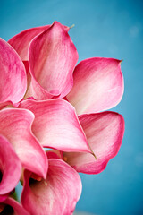 close up of pink Calla