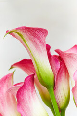 pink calla on a white background