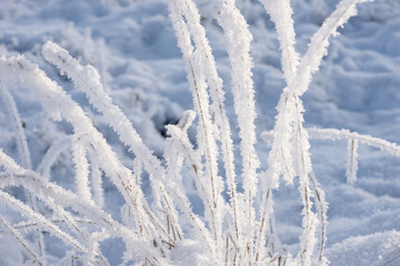 Dry grasses covered with snow in the freezing winter
