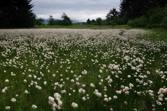 Cottongrass in bloom in a Baranof Island estuary, Alaska, USA