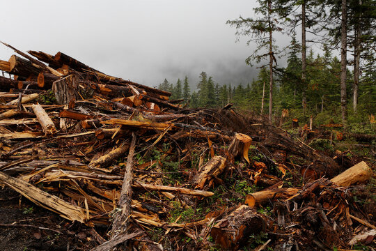 Piles of slash remain after a clear cut on Prince of Wales Island, SE Alaska, Alaska, USA