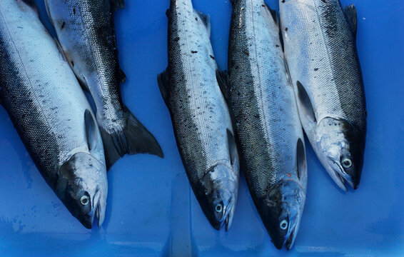 Close-up of salmon loaded into blue bins from a fisherman's catch of fish; Alaska, United States of America