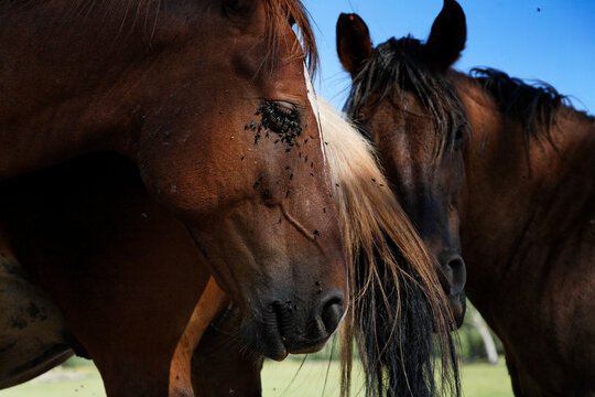 Wild horses flick flies off each others faces with their tails; Shingletown, California, United States of America