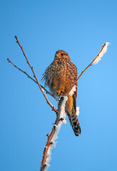 a falcon sitting on an iced branch in front of blue sky