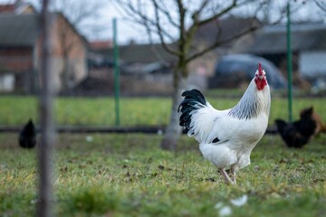 a beautiful domestic white rooster with black patterns and a black tail. Black feathers on the tail of a white rooster. A rooster walks on the orchard and looks straight at the camera.