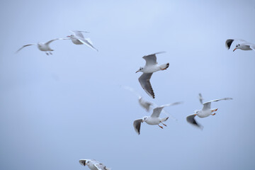 Soaring seagulls against a cloudy sky.