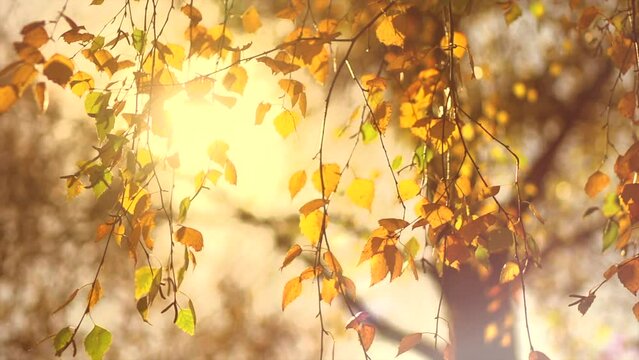 Autumn background. Beautiful birch tree with colorful leaves swirling, fluttering in the wind on a tree, abstract backdrop with sun flares. Orange, red and yellow colors. Slow motion 4K video. 