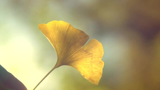 Ginkgo biloba leaf in autumn garden. Human holding Gingko leaf in sun lite. Herbal medicine. Herbs. Alternative medicine concept. Nature background. Slow motion. 