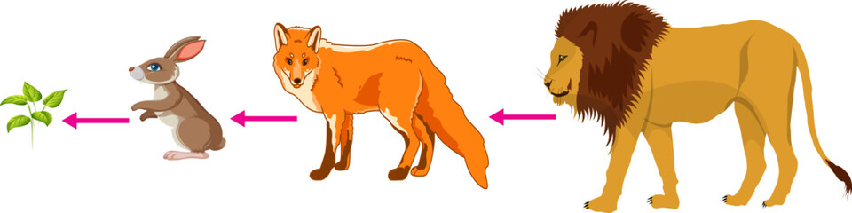 Scientific Designing of Food Chain. The Most Importante Relationship in Ecosystem. Colorful Symbols. Vector Illustration.
