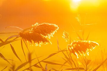dandelion in the sun