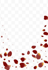 Pink Petal Falling Vector White Background. Fly