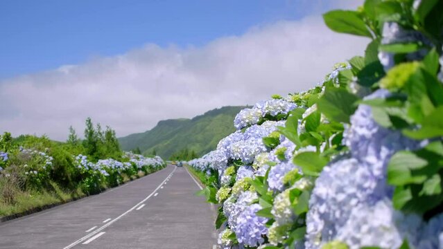 Azores, flowery road with beautiful hydrangea flowers in selective focus on the roadside in Lagoa Sete Cidades. S&atilde;o Miguel Island, in the A&ccedil;ores.