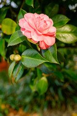 pink rose in garden