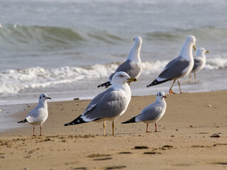 Gabbiani in riva al mare - Francavilla al Mare / Chieti