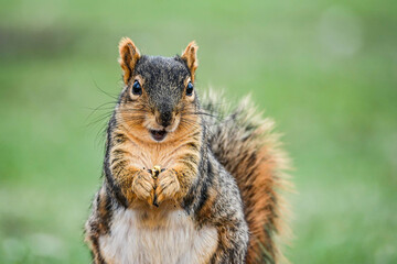 Naklejka na ściany i meble happy squirrel eating nut