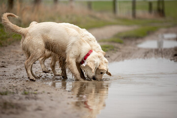 Two Labrador dogs run across a green field and play in a puddle