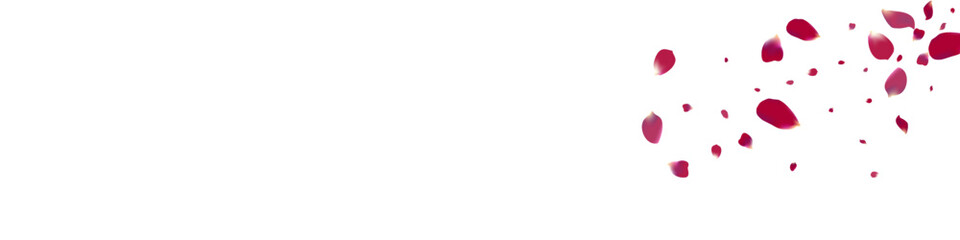 Delicate Floral Beauty Vector Transparent