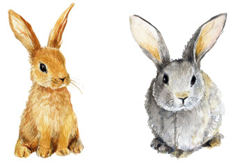 Rabbits watercolor illustration 600 dpi PNG with transparent background, domestic animals, bunny, hair, rabbit, Easter, graphic resources  