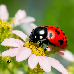 Ladybug standing on a flower (AI Generated)