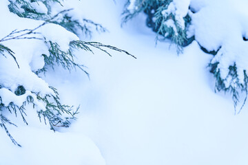 In the depths of the snow, a close-up of parts of tree branches covered with the first snow. Soft focus. With a space to copy. High quality photo