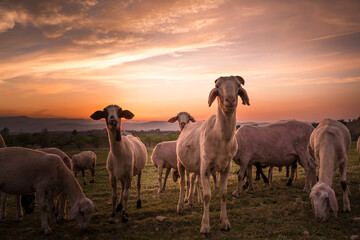 Sunset sheeps