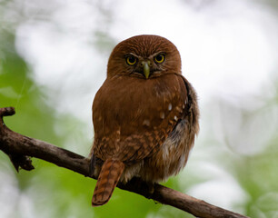 Owl waiting for its prey