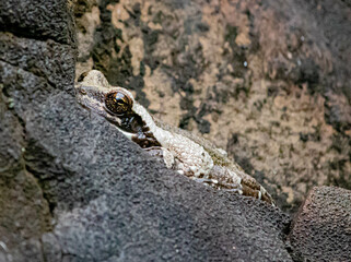 Frog camouflaged among the stones