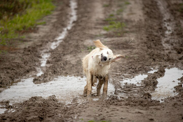 Fototapeta premium Two Labrador dogs run across a green field and play in a puddle