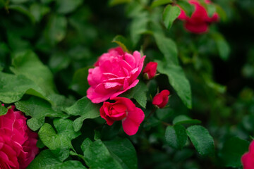 Romantic Magenta rose, roses. Bright pink flowers. Green background. Saturated color. Beautiful Screensaver. Drops on leaves.