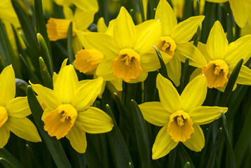 Close-up of bright yellow and orange centre daffodils (Narcissus); Calgary, Alberta, Canada
