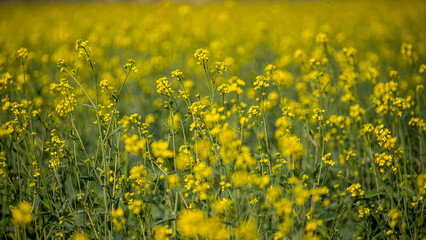 Mustard flowers
