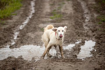 Two Labrador dogs run across a green field and play in a puddle