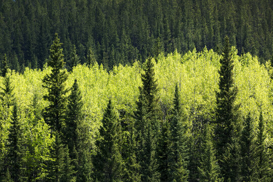 Fototapeta Bright green leaved trees amongst darker green evergreen trees in a forest, West of Turner Valley  Alberta, Canada